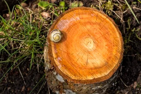 Snail on a slice of a tree Stock Photos