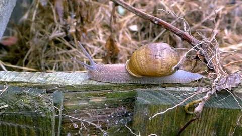 Snail sliding on a board Stock Footage 144842336