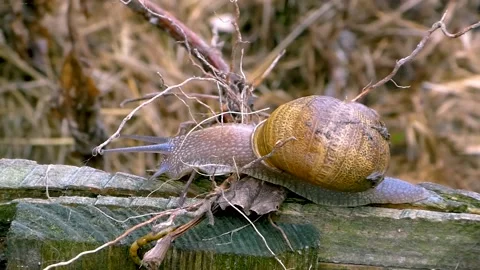 Snail sliding on a board Stock Footage 144842338