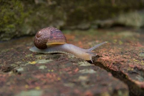 The snail sliding down the ancient bricks Stock Photos