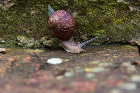 The snail sliding down the ancient bricks Stock Photos