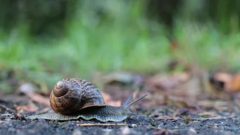 Snail sliding in the garden. Side view Stock Footage 137866986