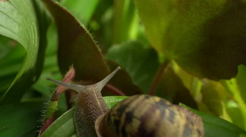 Snail sliding over leaf. Stock Footage 49823573