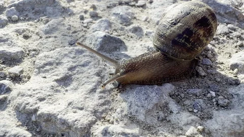 Snail sliding over rough stone path detail Stock Footage 336516987