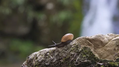 Snail sliding on a rock, close-up Stock Footage 89082976