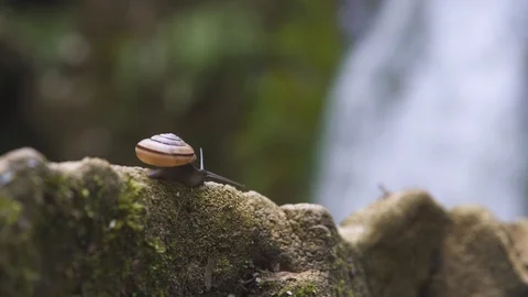 Snail sliding on a rock with waterfall, close-up Stock Footage 88847757