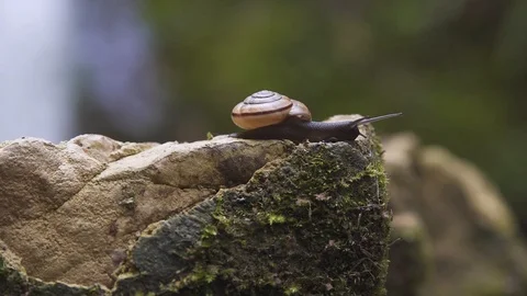 Snail sliding on a rock with waterfall, close-up Stock Footage 88848504