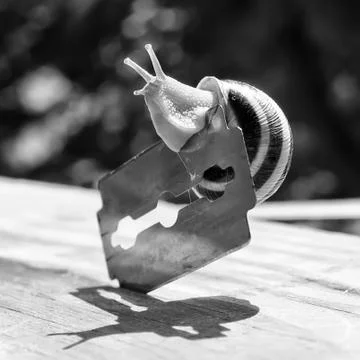 Snail is sliding on the sharp edge of the blade Foto stock