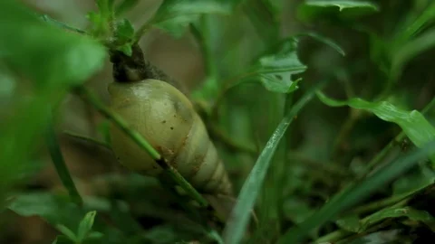 Snail Slight Movement Video stock 103303729