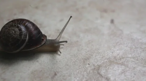 A snail slips on a stone Stock Footage 26023572