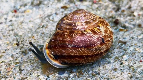 A Snail Slips On A Stone Stock Footage 75171427