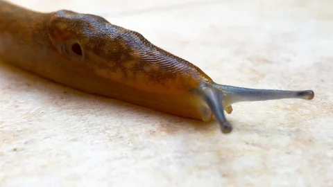 A Snail Slips On A Stone Video stock 80646930