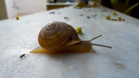 A Snail Slips On A Stone Stockbeeldmateriaal 89960235