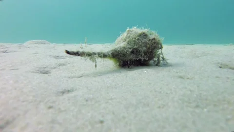 A snail slips on underwater sand Stock Footage