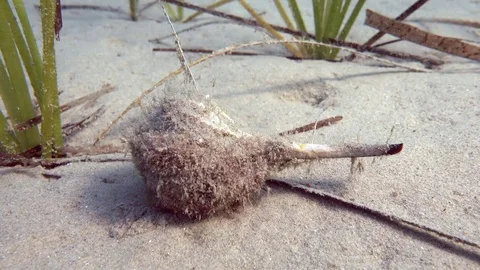 A snail slips on underwater sand Stock Footage