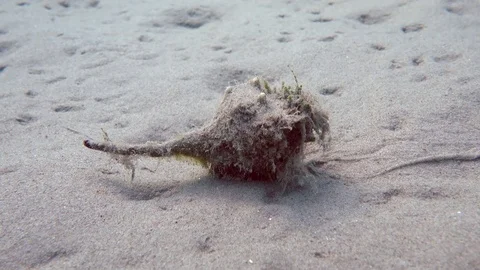 A snail slips on underwater sand 스톡 동영상 80646708