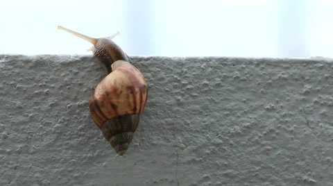 Snail slips on wall Stock Footage 41575532
