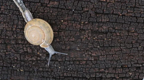 Snail slips on wood floor. Stock Footage 41663545