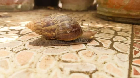 Snail slithering on the tile. 動画素材 260625124