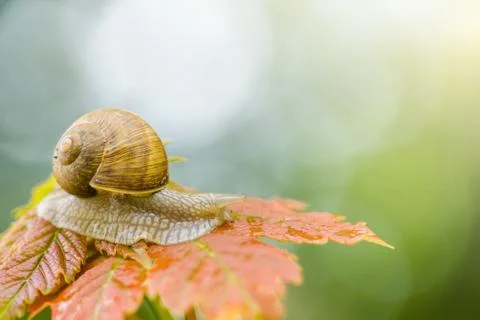 Snail slow crawling on leaf, close up isolated Foto stock