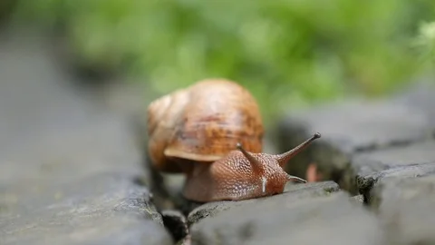 Snail in Slow Motion Stock Footage 123981400