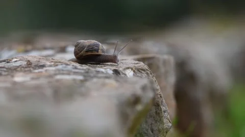 Snail in slow-motion Stock Footage 250163440
