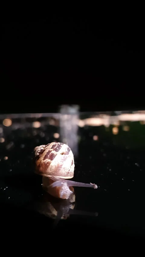 Snail slowly crawling along dark reflective surface showcasing its spiral shell Stock Footage 275336852