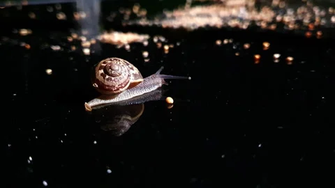 Snail slowly crawling along dark reflective surface showcasing its spiral shell Stock Footage 275336995
