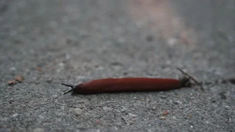 Snail slowly crawling along a path Stock Footage 141884972