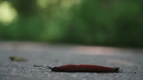 Snail slowly crawling along a path Stock Footage 141885182