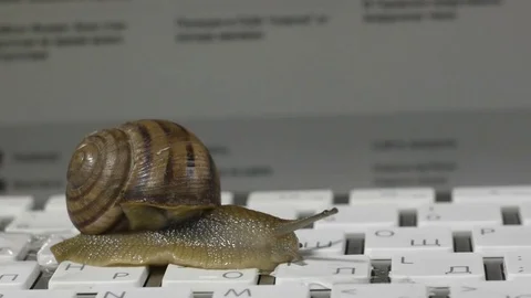 Snail slowly crawling on the computer keyboard. Low speed Internet Stock Footage 74524085