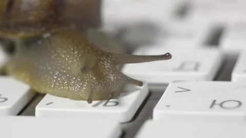 Snail slowly crawling on the computer keyboard. Low speed Internet Stock Footage 74524210