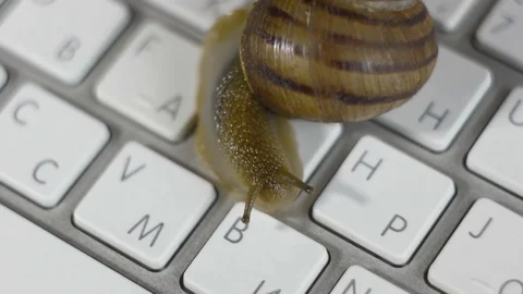 Snail slowly crawling on the computer keyboard. Low speed Internet Stock Footage 74524320