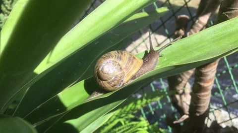 Snail slowly crawling on a dracena leaf Stock Footage 193099424
