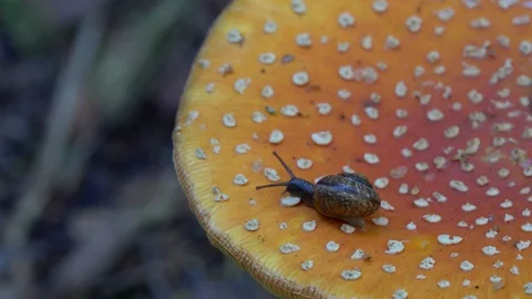 The snail is slowly crawling on the Fly Agaric mushroom cap Stock-Footage 113504297