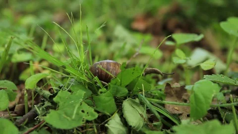 Snail slowly crawling on the grass Stock Footage 98487477
