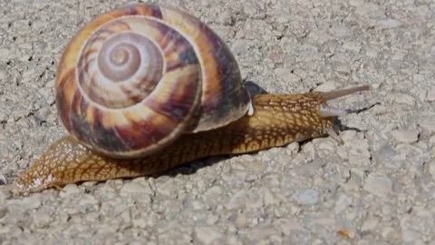 Snail Slowly Crawling His Way Stock Footage 80787727
