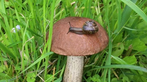 The snail is slowly crawling on the mushroom cap Stock Footage 112417840