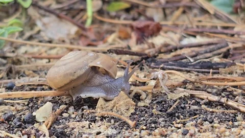 The snail is slowly crawling on the sand. 库存影片 333977605