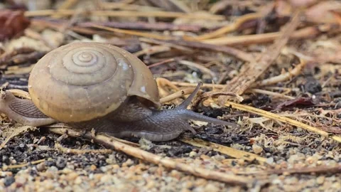 The snail is slowly crawling on the sand. Видео 333977607