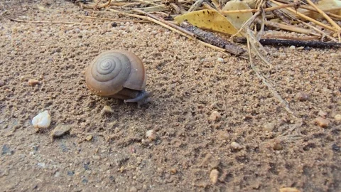 The snail is slowly crawling on the sand. 库存影片 333977616