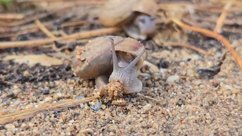 The snail is slowly crawling on the sand. 库存影片 333977641