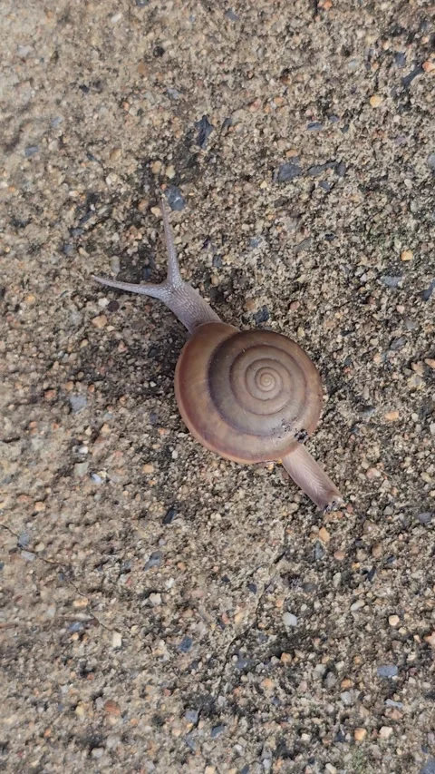 The snail is slowly crawling on the sand. 库存影片 333977650
