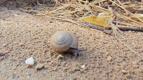 The snail is slowly crawling on the sand. Stock Footage 345954872