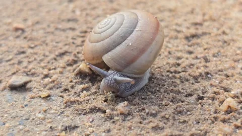 The snail is slowly crawling on the sand. 動画素材 345954882