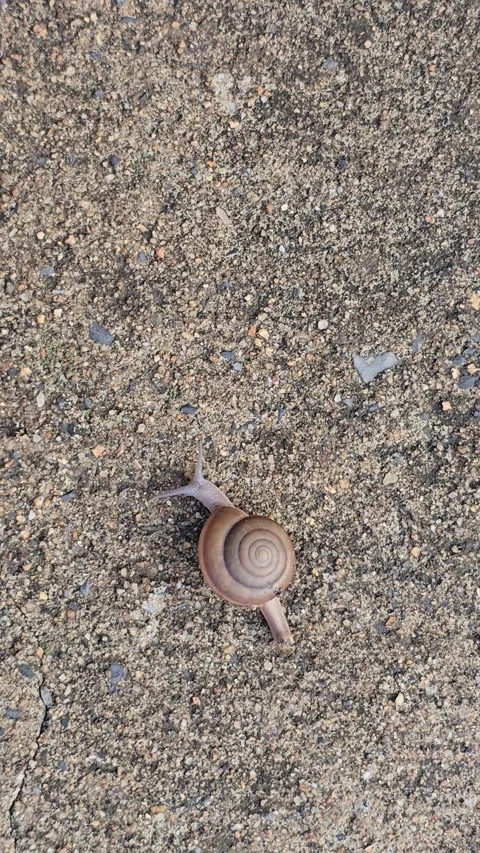 The snail is slowly crawling on the sand. Stock Footage 345954899