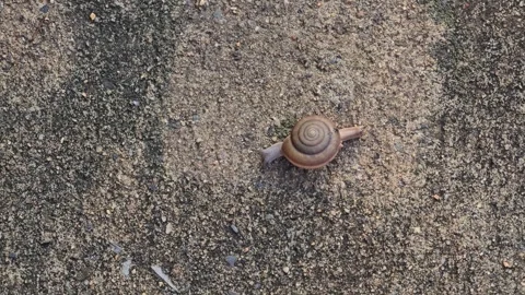 The snail is slowly crawling on the sand. Stock Footage 345954908