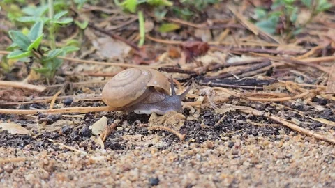 The snail is slowly crawling on the sand. Stock Footage 345954921