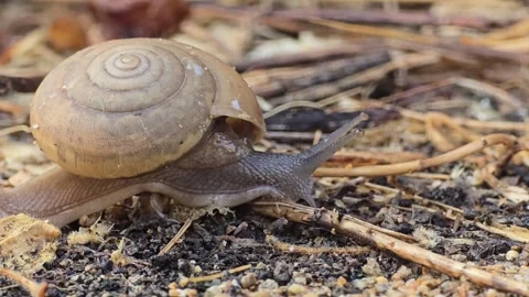 The snail is slowly crawling on the sand. Stockbeeldmateriaal 345954932