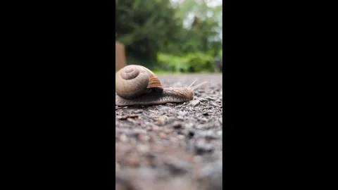 Snail slowly crawls along Stock Footage 301225845